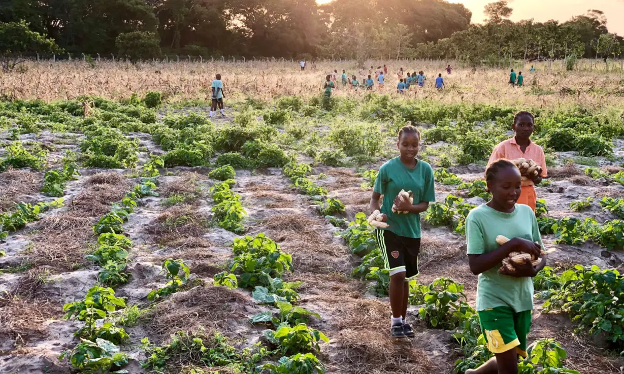 I campi del fondo agricolo a Bambakofi