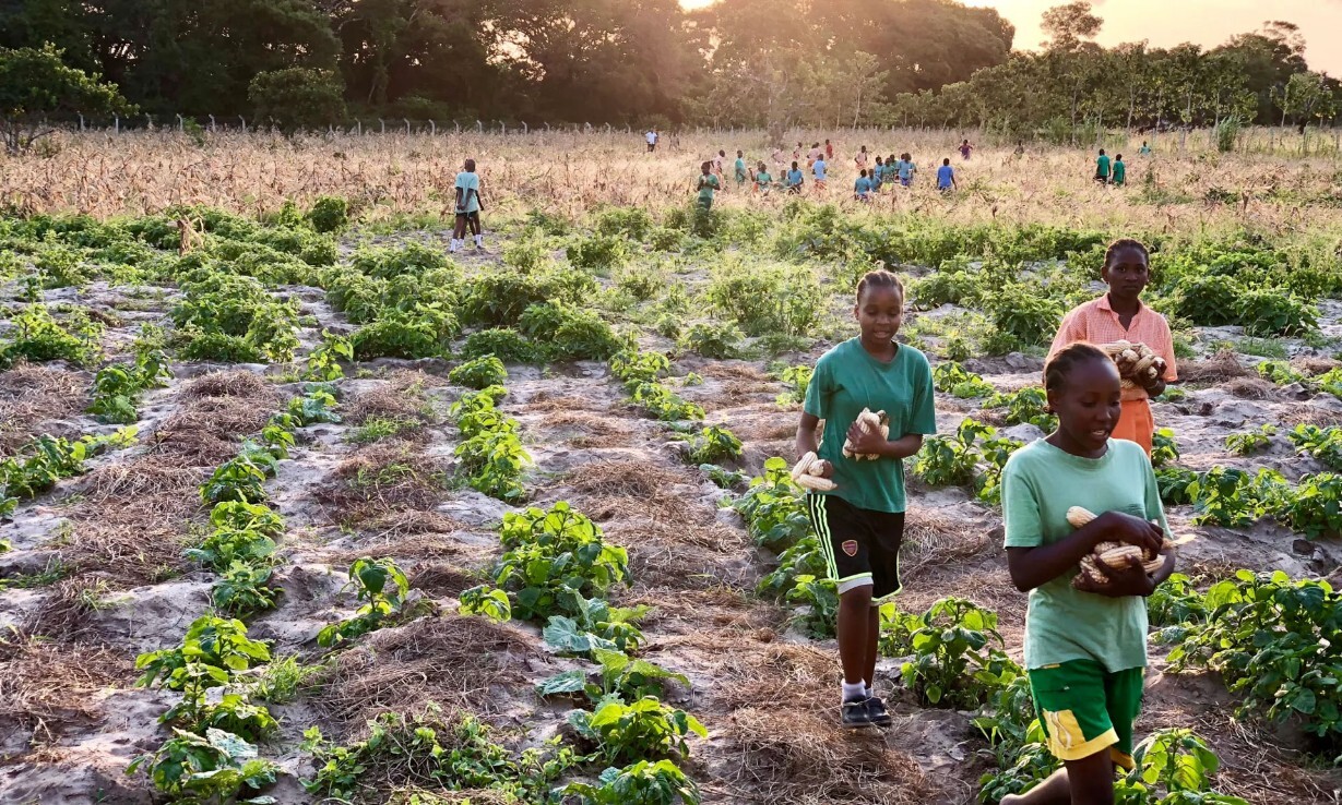 I campi del fondo agricolo a Bambakofi I campi del fondo agricolo a Bambakofi